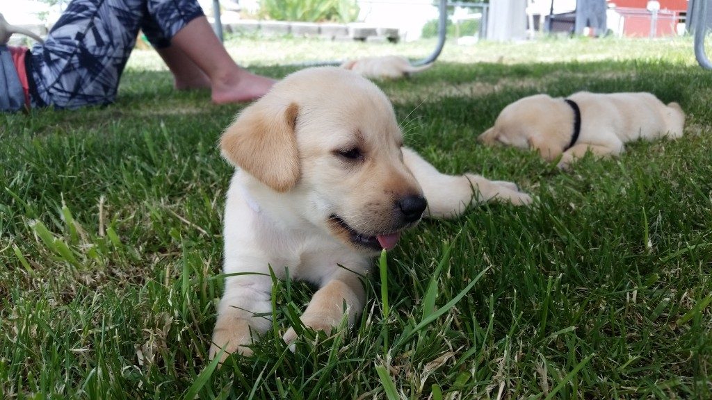 Willow X Rico Yellow Lab Puppies - 5 Weeks - Labrador ...