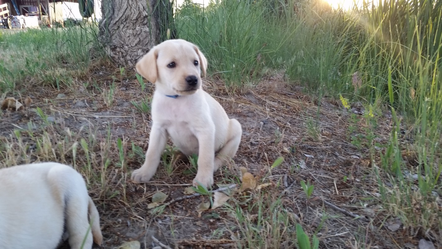 Willow X Rico Yellow Lab Puppies - 7 Weeks - Labrador Retrievers in 