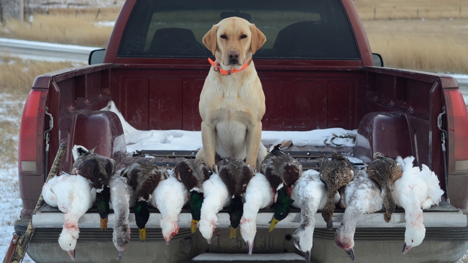 Rico Labrador Retriever