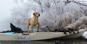 Duck Hunting Yellow Lab