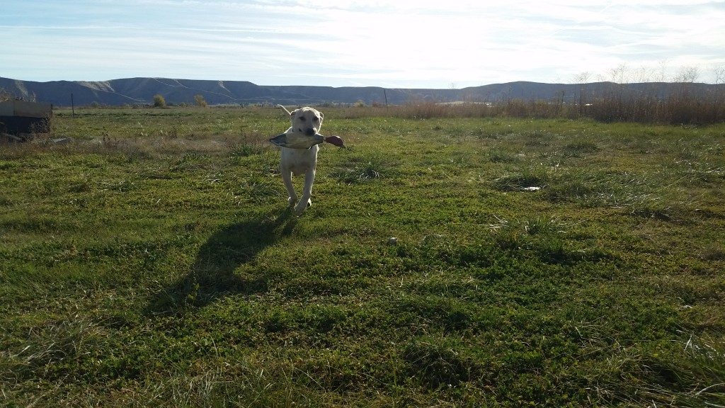 Sammi AKC Yellow Labrador Retriever