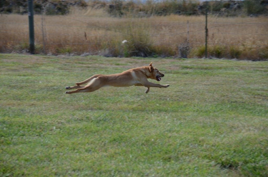 Lucy Started Yellow Lab