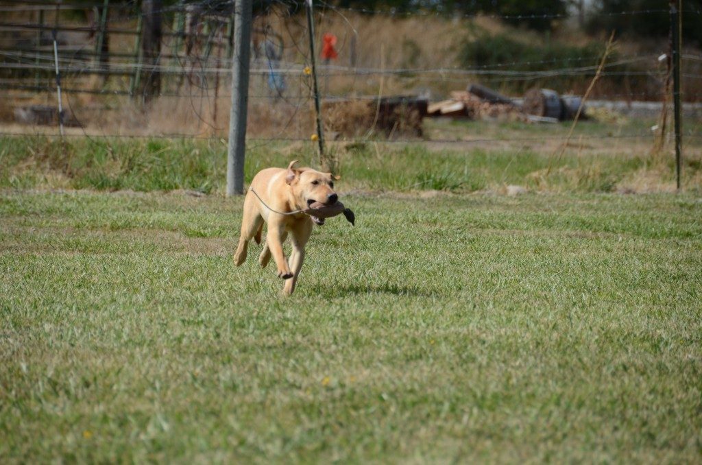 Lucy Started Yellow Lab