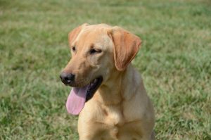 Lucy Started Yellow Lab