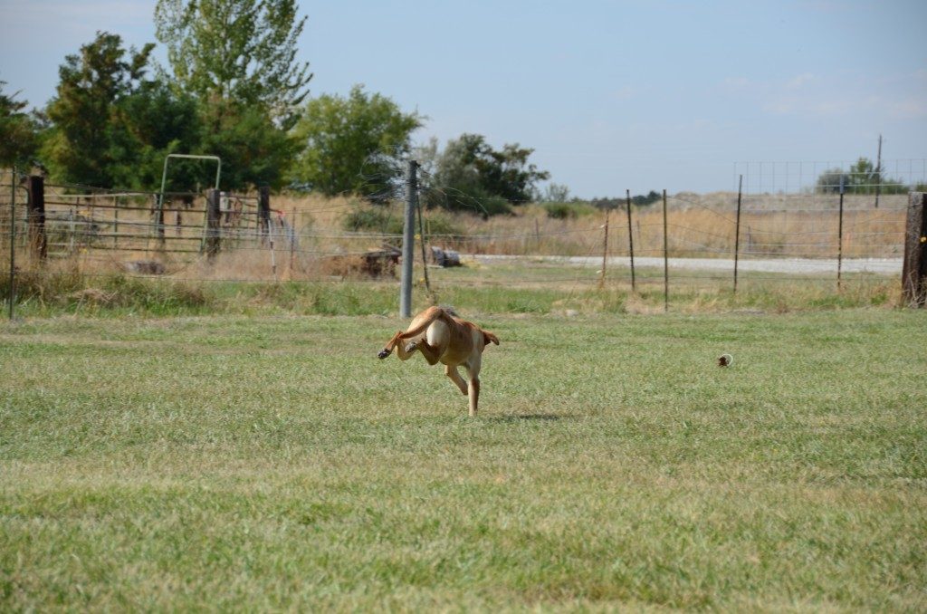 Lucy Started Yellow Lab