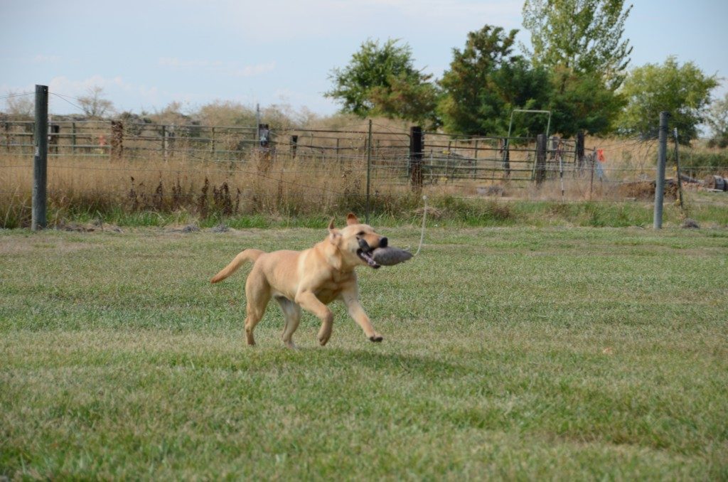 Lucy Started Yellow Lab