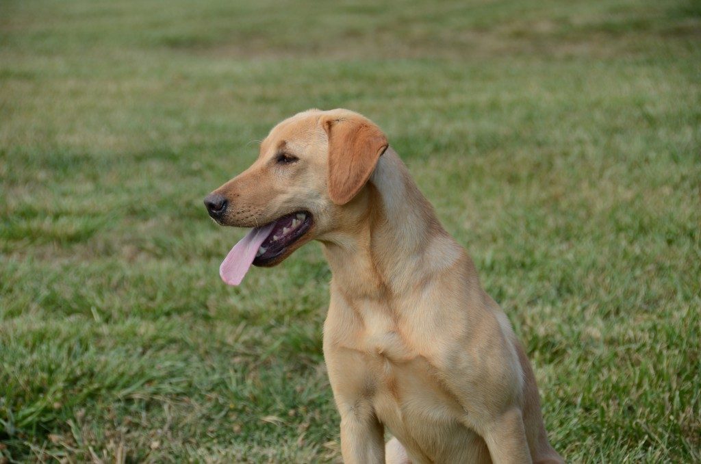 Lucy Started Yellow Lab