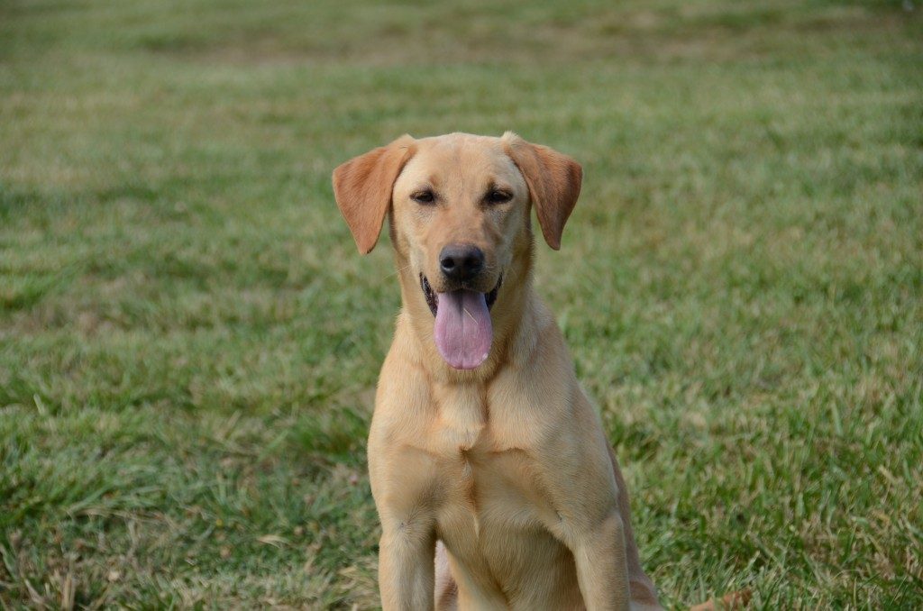 Lucy Started Yellow Lab