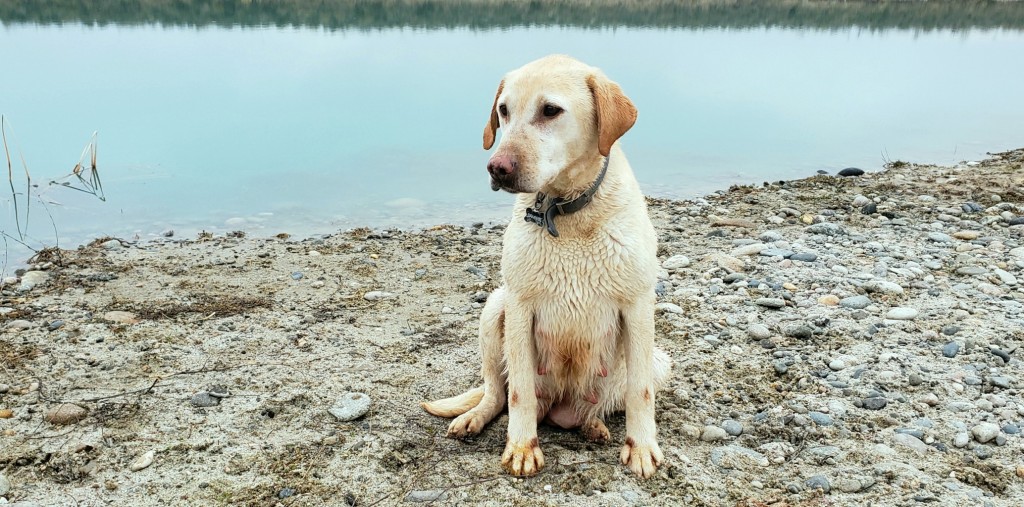 Labrador Retriever Sammi