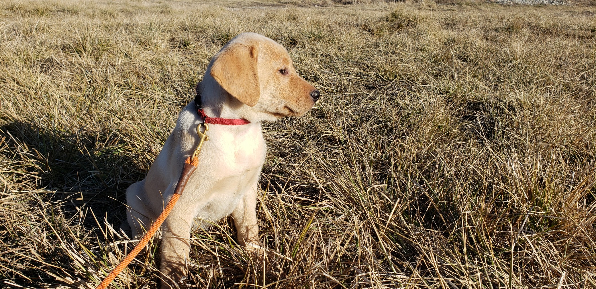 Stella Started Yellow Labrador Retriever