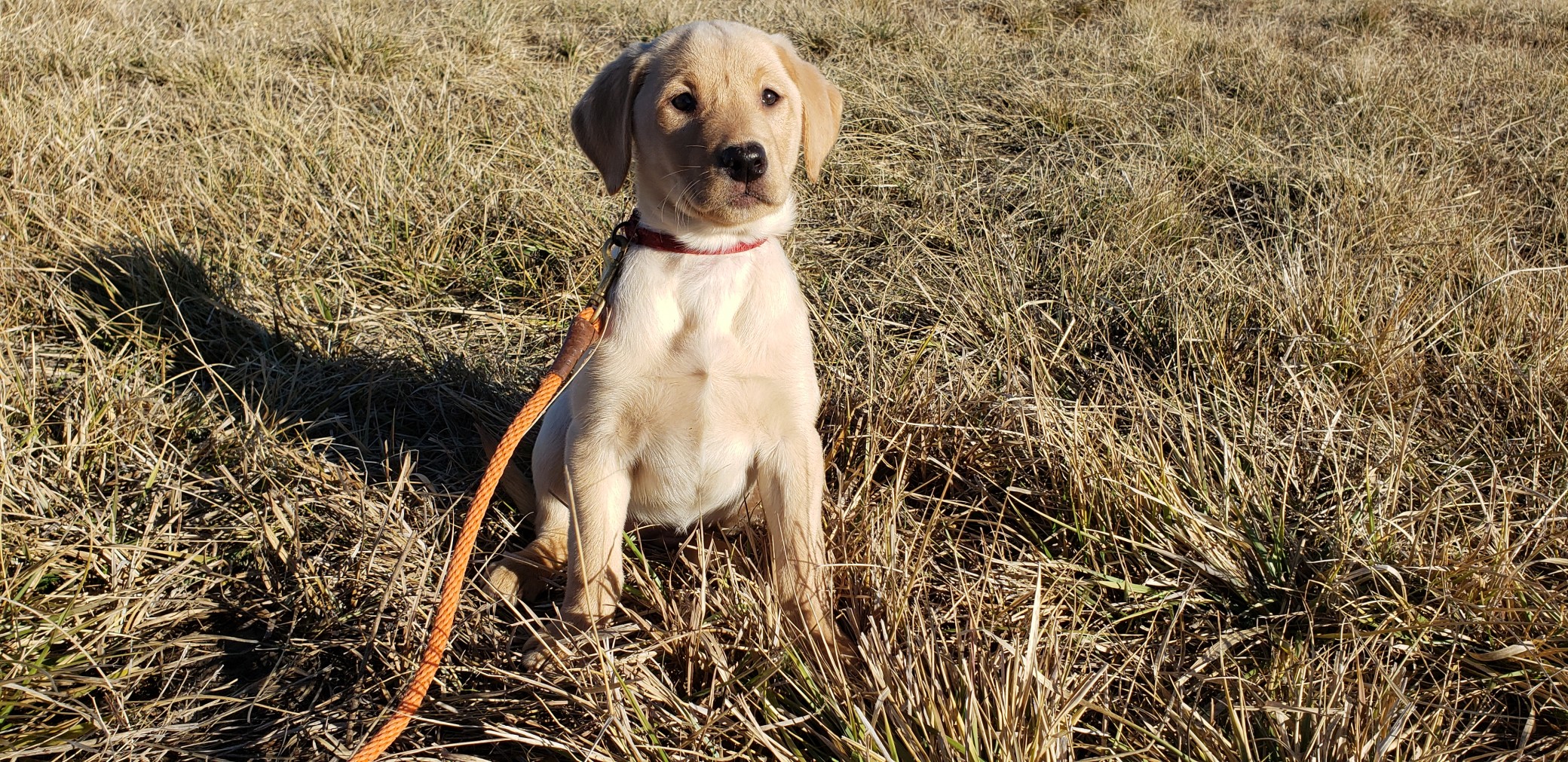 Stella Started Yellow Labrador Retriever