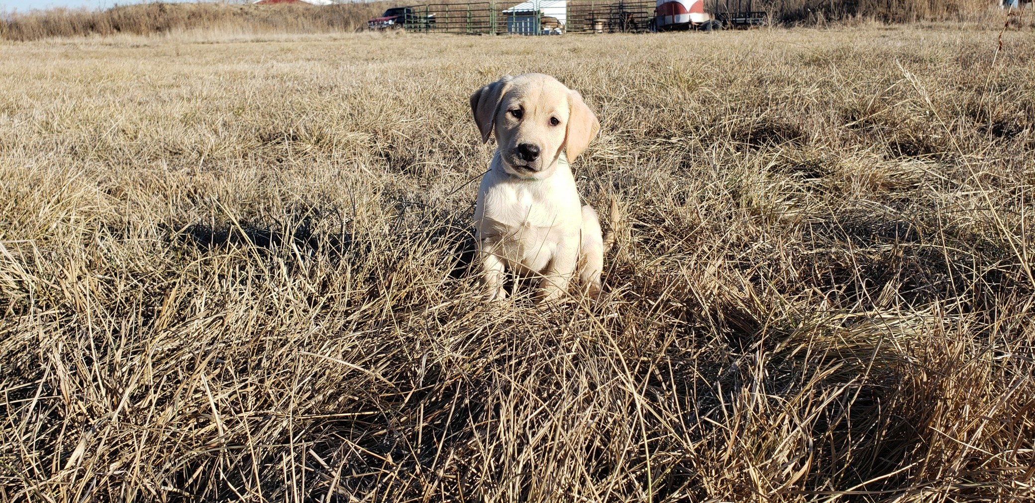 Bailey - Started Yellow Lab Puppy