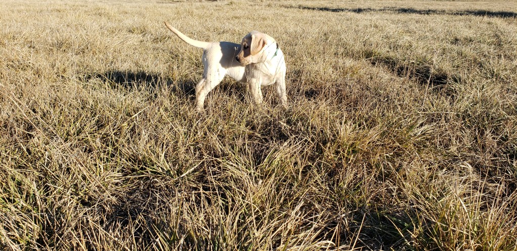 Bailey - Started Yellow Lab Puppy