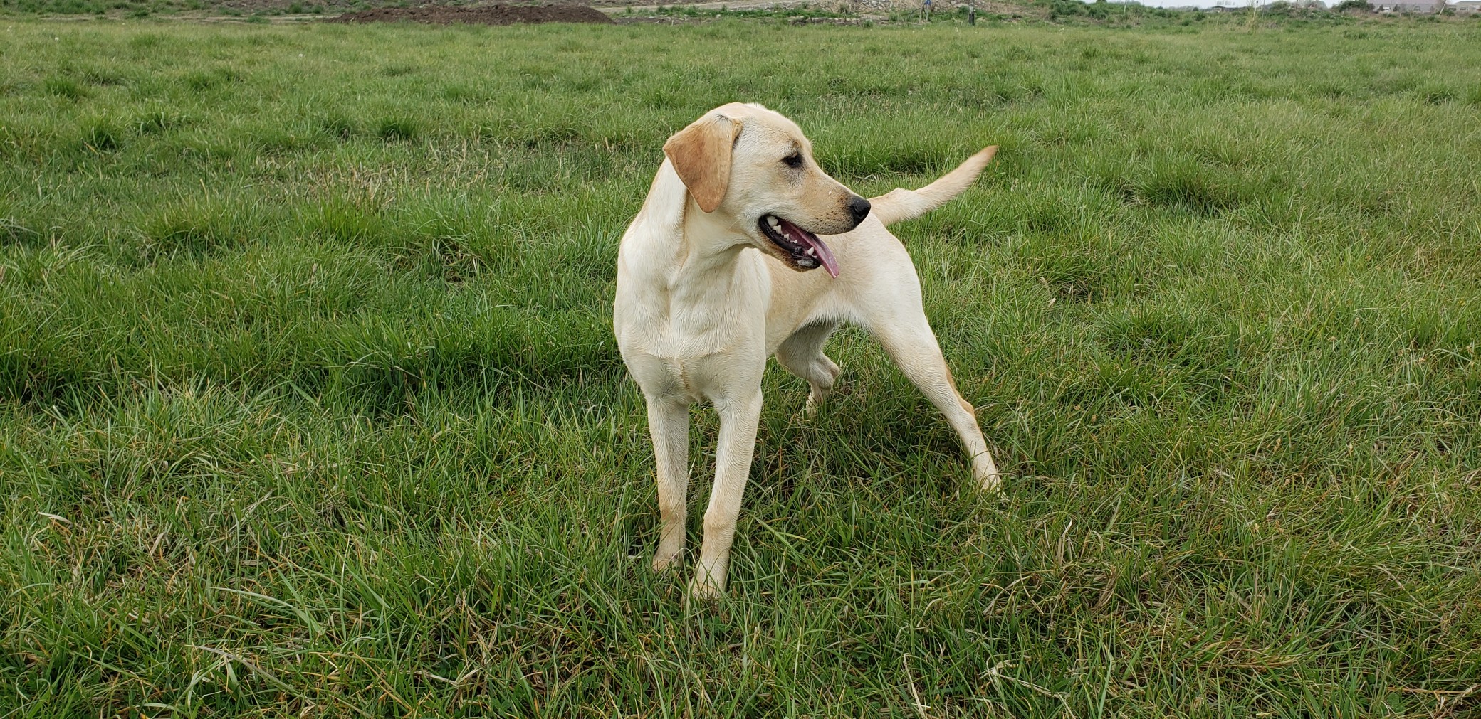 June Started Yellow Lab