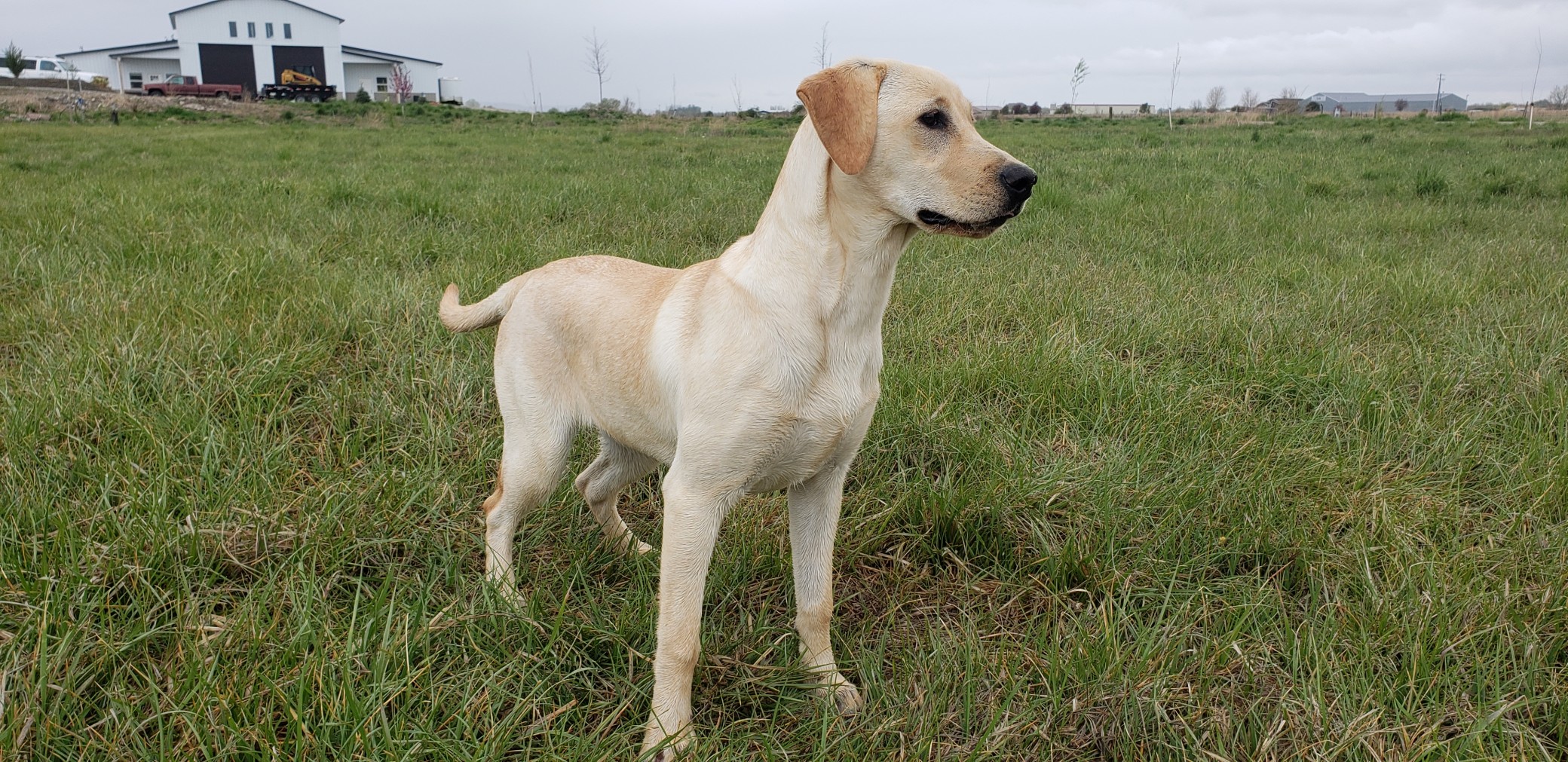 June Started Yellow Lab