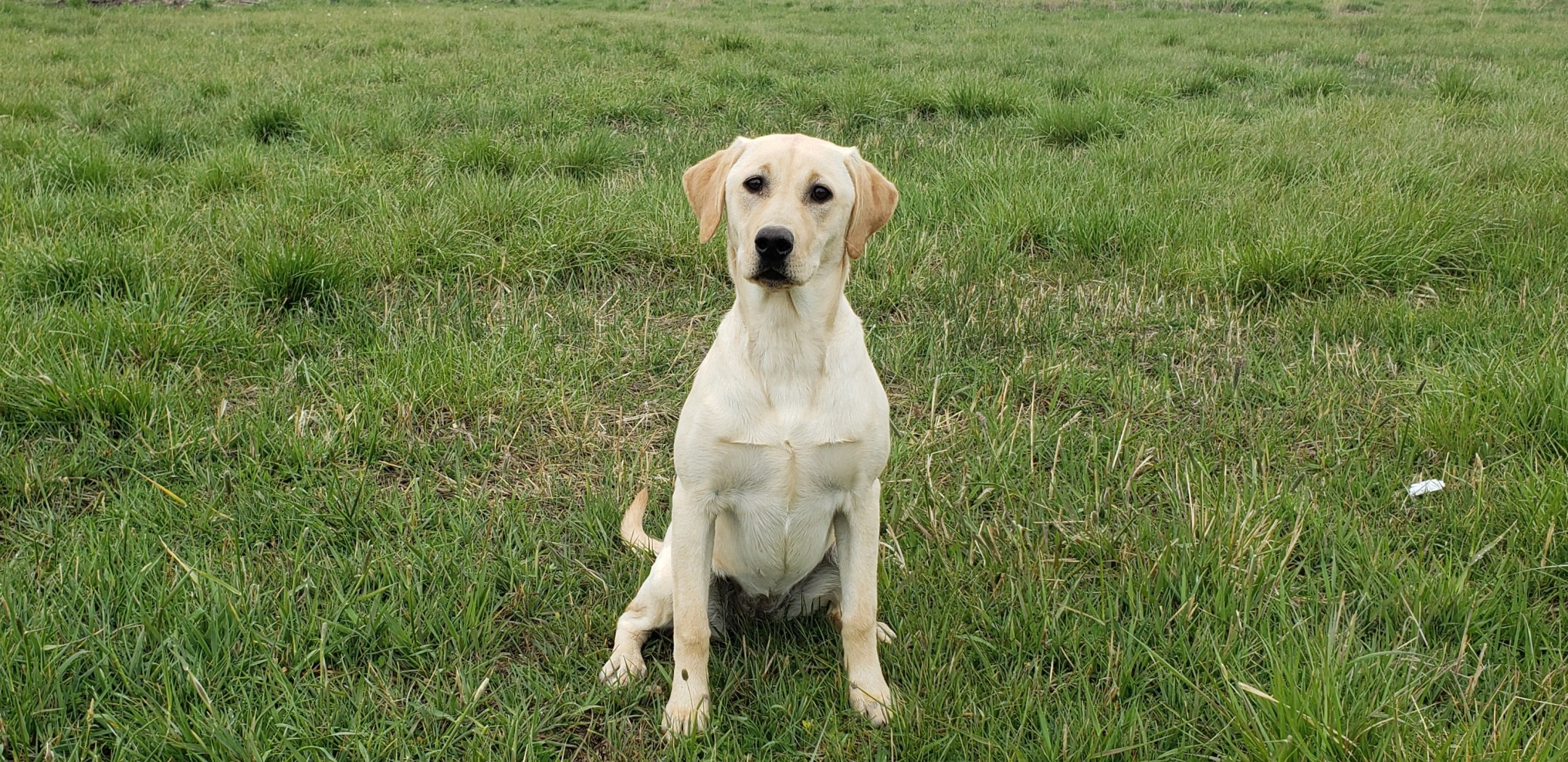 June Started Yellow Lab